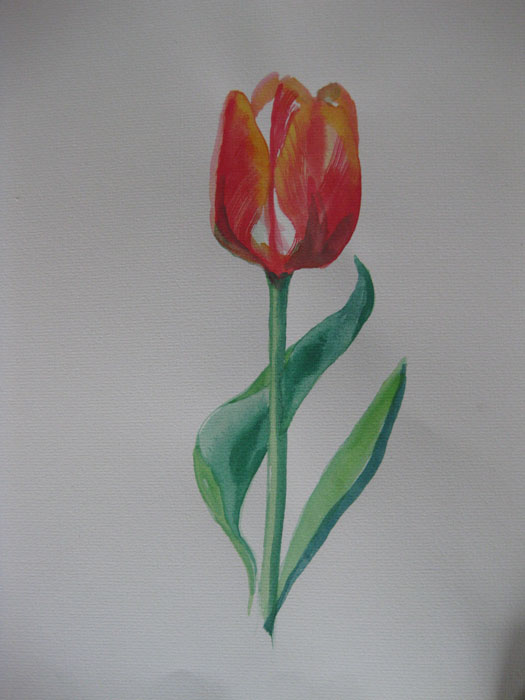 Jacqui's perfect tulip