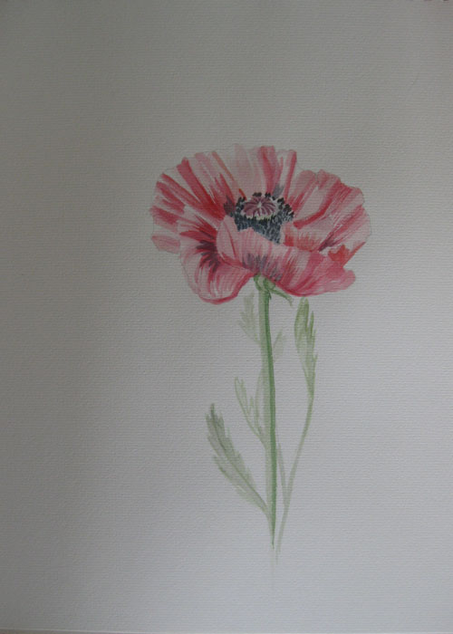 Jacqui's poppy