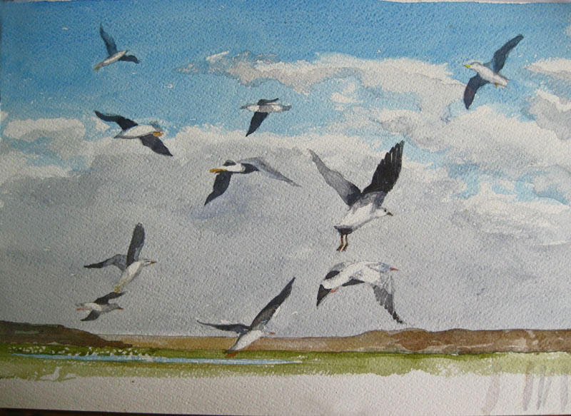 val trying to finish off  seagull pic begun ages ago and abandoned