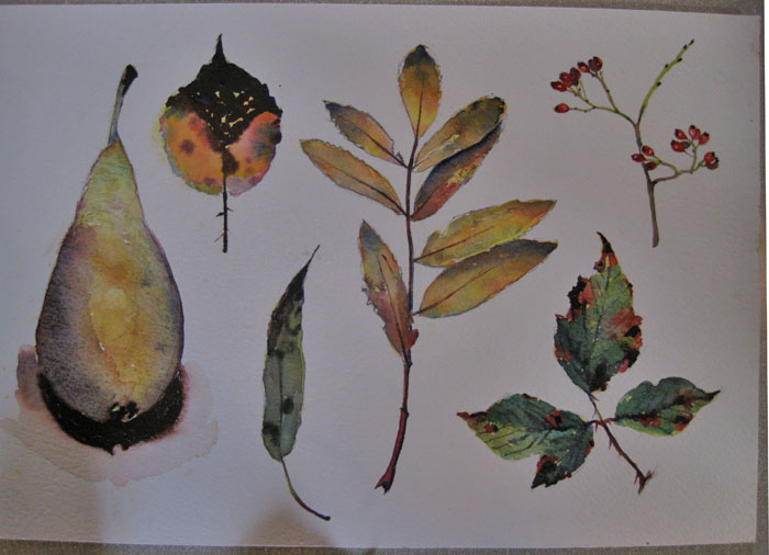Sue L's leaf studies